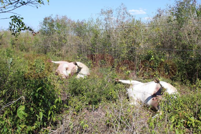 mueren vacas electrocutadas en Tzucacab