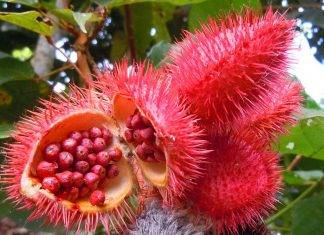 El achiote no solo da sabor, también abre el apetito sexual El achiote no solo da sabor, también abre el apetito sexual
