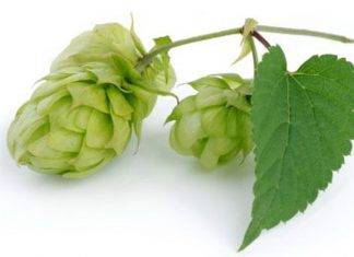 Esta planta se usa en la cerveza y controla el insomnio Plantacción: Lúpulo (Humuluslupulus)