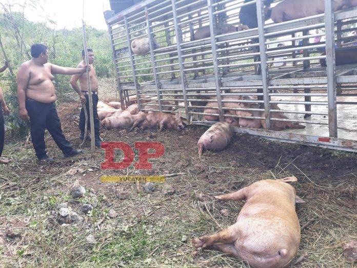 Cerdos que en algún momento iban a ser sacrificados vieron acortarse su vida aún más en la carretera Mérida Chetumal.