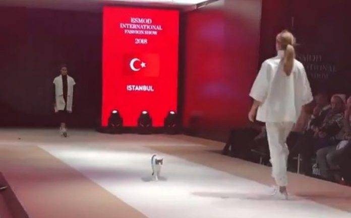 Un gato se roba la noche en una pasarela de moda