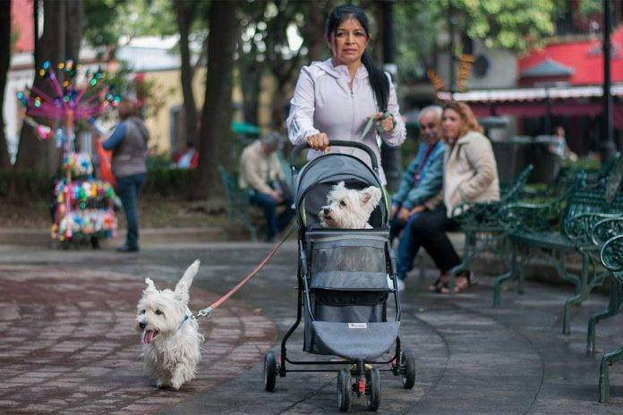 Diputado de Morena propone que las mascotas puedan heredar bienes de sus dueños