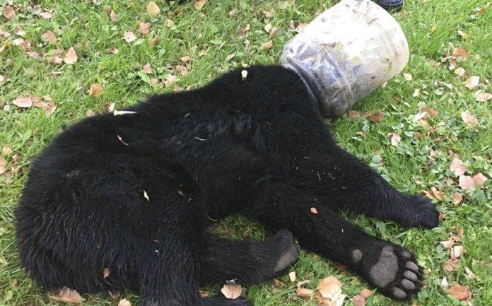 Pobre osito, tenía un bote de plástico en la cabeza