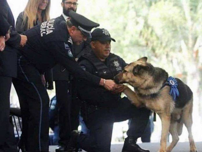 Jubilan a 20 agentes caninos de la Policía Federal