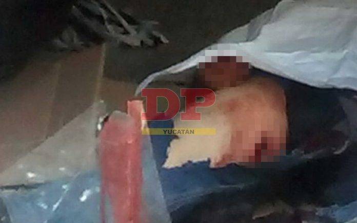 Anciano muere al ser atacado por su 'cochino'