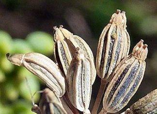 ¿Te cuesta ir a ‘cajetear’? y te tiras muchos pum?? esta planta es la solución Plantacción: Hinojo (Foeniculum vulgare)