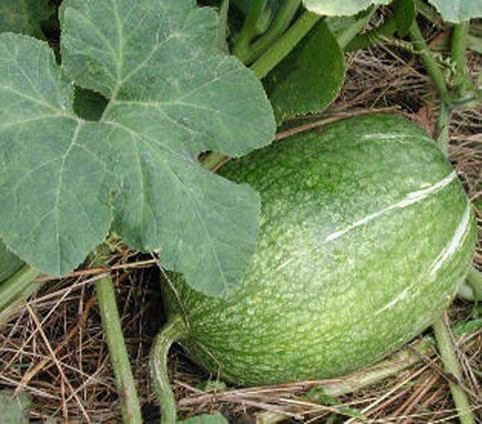 Conoce el alimento controla tus niveles del colesterol