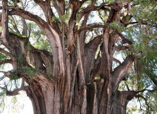 Conoce al Tule, el árbol que vio llorar a Cortés Conoce al Tule, el árbol que vio llorar a Cortés