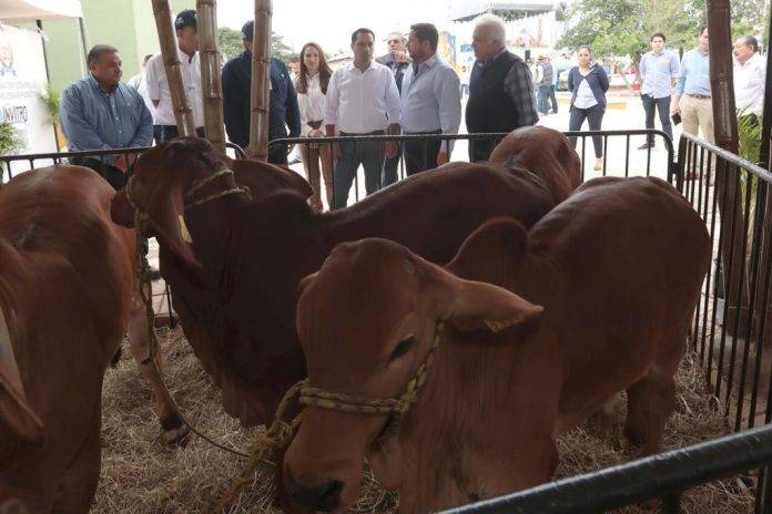 Feria ganadera, de lo mejor del país.-Vila