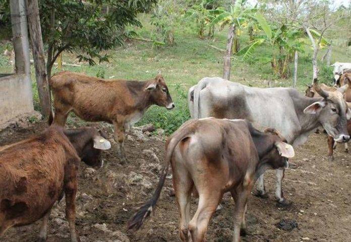 Ganaderos pelean por el mismo toro: ambos son dueños