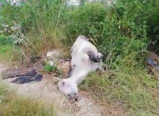 Denuncian ‘cementerio’ de caballos en plena calle, en Mérida