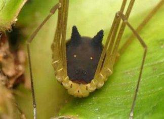 Mira esta araña con cabeza de perro y orejas de conejo Mira esta araña con cabeza de perro y orejas de conejo