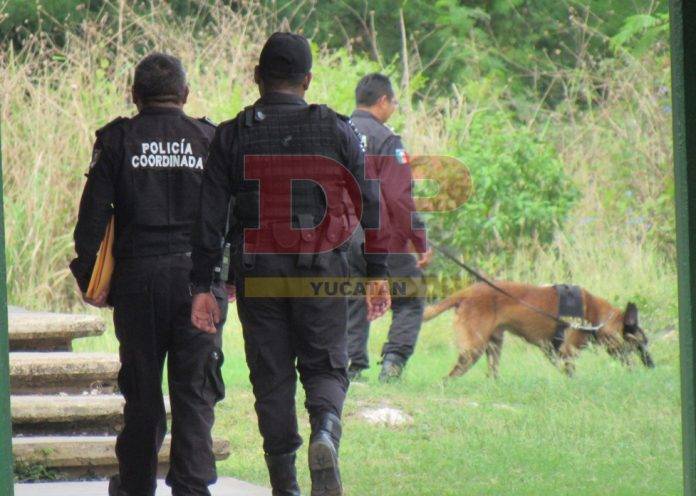 Les cayeron perros de fino olfato a estudiantes de Izamal