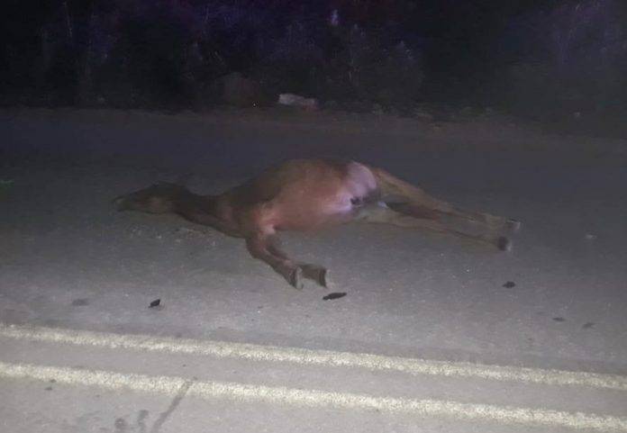 Motociclista arrolla y mata a un caballito