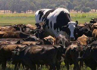 Tremenda vaca vive en Australia, su dueño la meterá a los Récords Guinness Knickers tiene siete años y mide casi dos metros de altura, prácticamente lo que un jugador de baloncesto, además de pesar una tonelada y media.