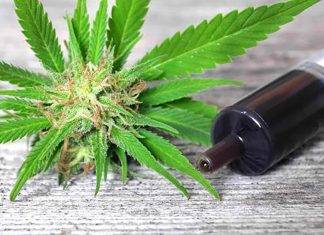 Con ‘mota’ tratarían gordura y diabetes Finat México obtuvo el permiso de la Cofepris para usar aceite de cáñamo y actualmente fabrican suplementos, aceites, gomitas y bálsamos derivados del cannabidiol, que saldrán a la venta en 2019.