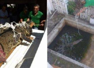 Tuvieron de mascota a un cocodrilo durante 30 años en Acapulco Tuvieron de mascota a un cocodrilo durante 30 años en Acapulco