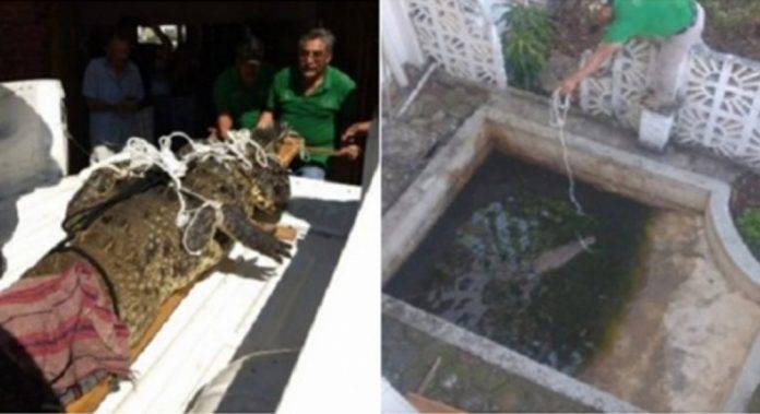 Tuvieron de mascota a un cocodrilo durante 30 años en Acapulco