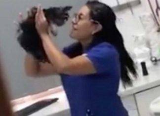 Esto hacen los veterinarios con tu mascota cuando no los ves (video) Esto hacen los veterinarios con tu mascota cuando no los ves (video)