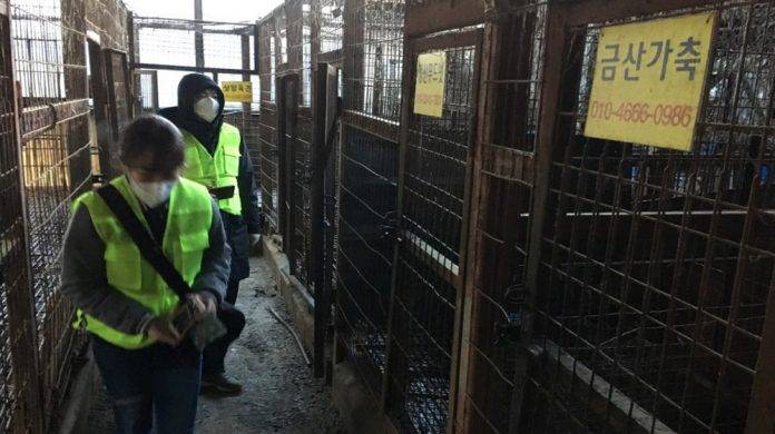 Clausuran matadero de perros en Seúl; lo convertirán en parque