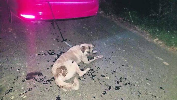 Gracias a un ‘ánimal lover’, un perro que era torturado continuó con vida en el poblado indígena de Hueyapan, en el estado de Morelos.