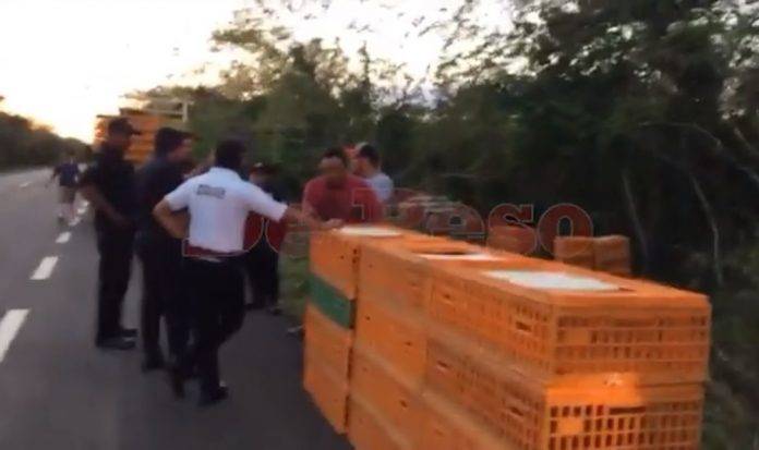 Auténtico pollicidio en la carretera Motul-Cansahcab