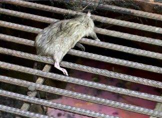Restaurante ‘gringo’ cierra sus puertas porque asaba ratas