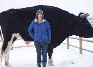 Novillo canadiense destruena a la vaca más grande del mundo