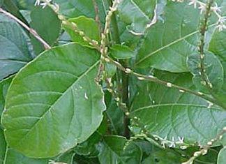 Esta planta reduce el azúcar y evita del cáncer Esta planta reduce el azúcar y evita del cáncer