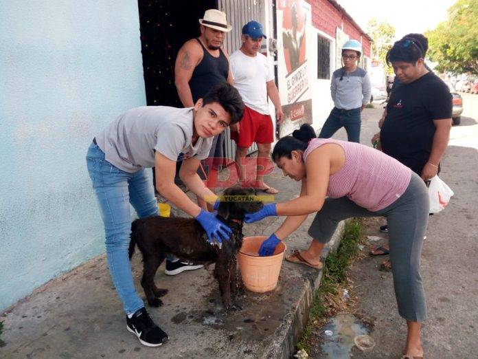 Vecinos de Pacabtún curan a perrito con heridas gachas en el cuello