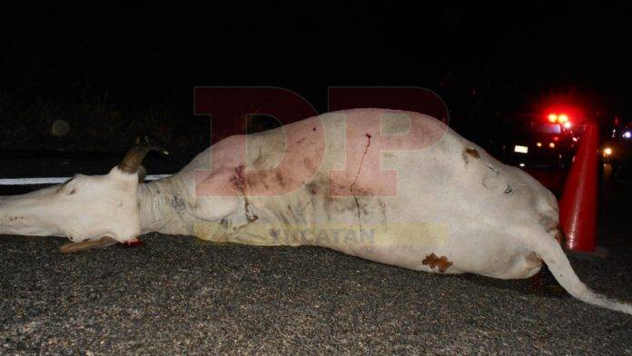 Unidad pesada atropella y mata a una vaca en carretera