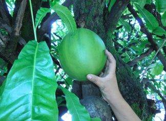 Plantacción: ¿Conoces los usos medicinales del fruto conocido como jícara o “luuch»?