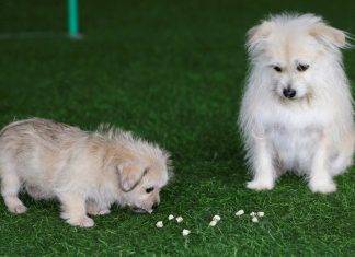Conoce a ‘Zumo’, el perro chino que ya tiene su clon Conoce a 'Zumo', el perro chino que ya tiene su clon
