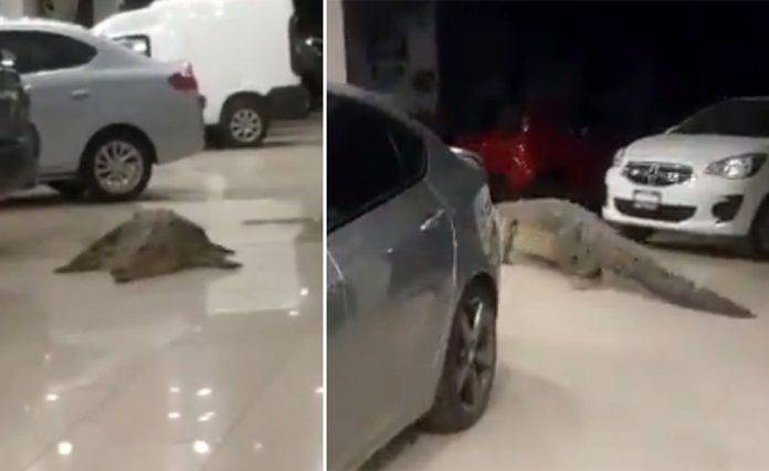 Cocodrilo se pasea a sus anchas en agencia de autos (video)