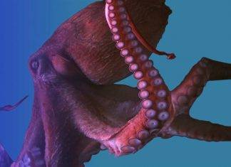 Investigadores concluyen que los pulpos son de origen extraterrestre Investigadores concluyen que los pulpos son de origen extraterrestre