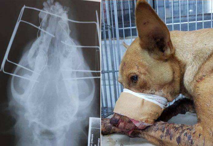 Perrita herida con petardo que le dieron unos niños