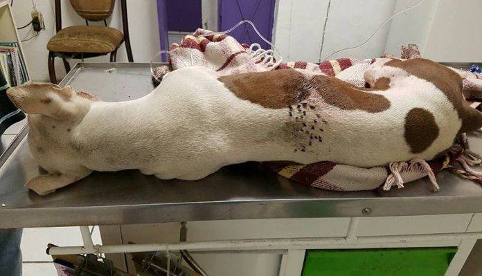 Perrita muere tras explotarle cohete que le lanzaron unos niños Agrupaciones que defienden los derechos de los animales pusieron a circular la foto del animal muerto en la plancha del veterinario, para hacer conciencia entre la sociedad.