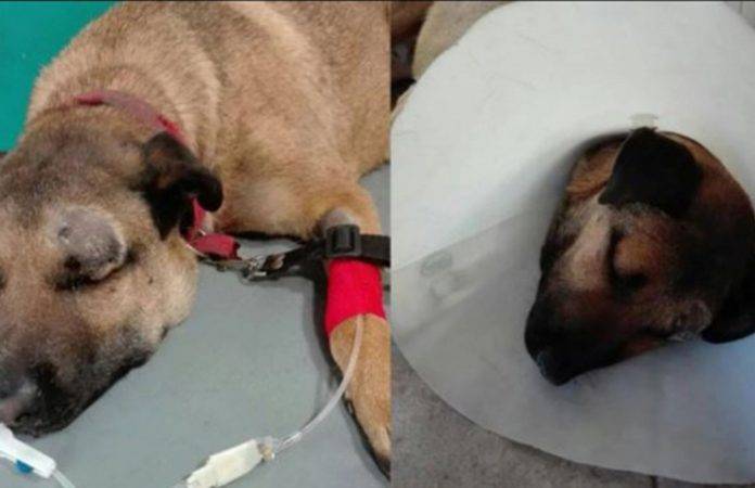 Un perro salva a tres niños del ataque de una serpiente, pero él estuvo a punto de morir