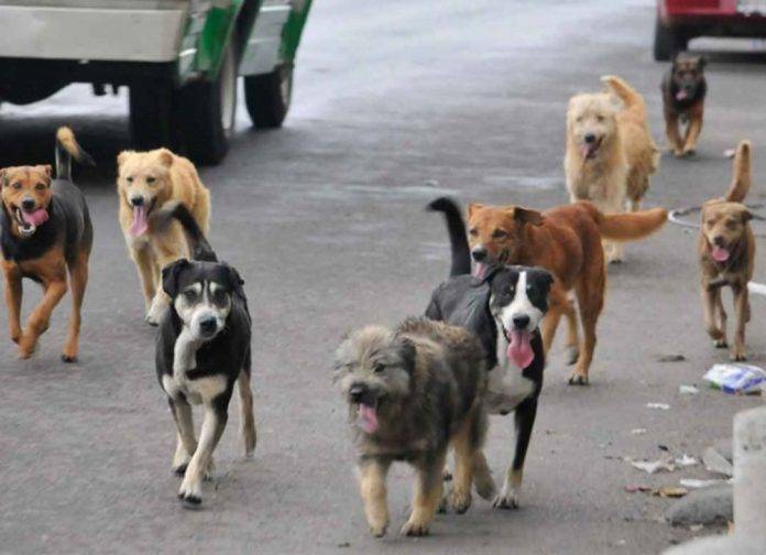 Ya es legal matar perros callejeros en Argentina