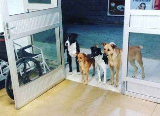 Esta foto de perros esperando a su amo está dando la vuelta al mundo Esta foto de perros esperando a su amo está dando la vuelta al mundo
