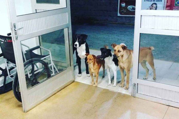 Esta foto de perros esperando a su amo está dando la vuelta al mundo