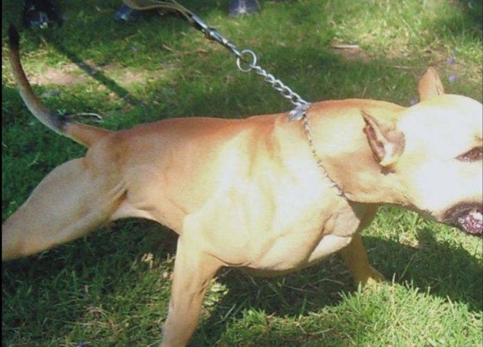 Anciana muere tras ser atacada por su propio pitbull