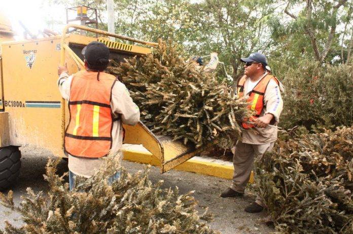 No tiren sus arbolitos; hay centros de acopio en Mérida