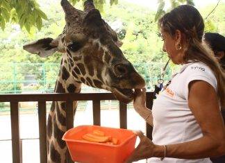 Evitan que animalitos del Centenario sufran estrés Evitan que animalitos sufran estrés