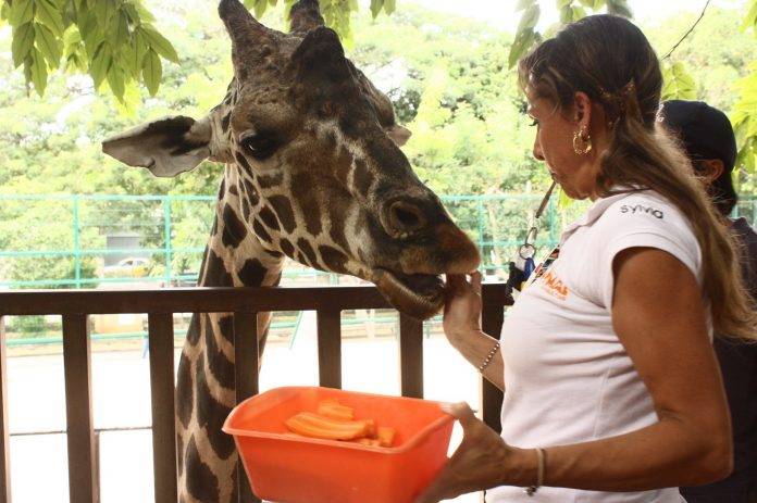 Evitan que animalitos sufran estrés