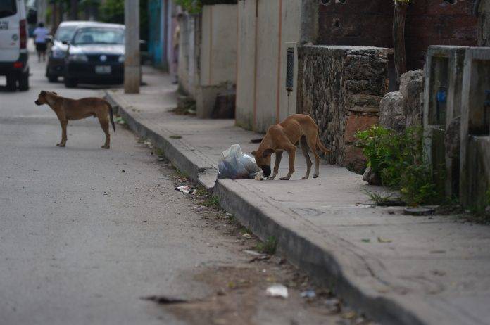 Perros atacaron a más de 3 mil personas en 2018