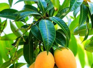 Hojas de mango, eficaz para bajar el azúcar en la sangre Hojas de mango, eficaz para bajar el azúcar en la sangre