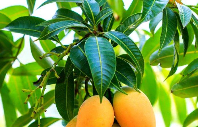 Hojas de mango, eficaz para bajar el azúcar en la sangre