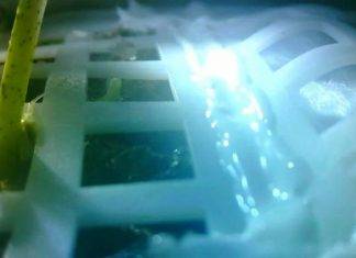 China siembra su ‘hierba’ en la Luna Los astronautas podrían potencialmente cultivar su propia comida en el espacio