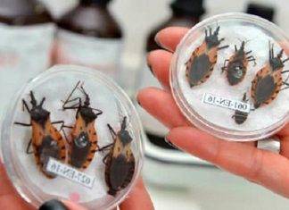 Bicho mortal podría estar en tu ‘cantón’ El "pic", como se conoce en Yucatán, es portador del parásito denominado Trypanosoma cruzi, causante de la enfermedad de Chagas. (Foto: Archivo Sipse)